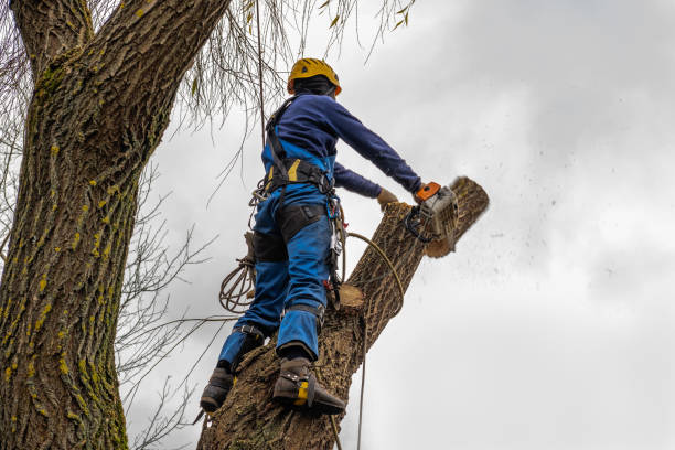 Leaf Removal in Swoyersville, PA