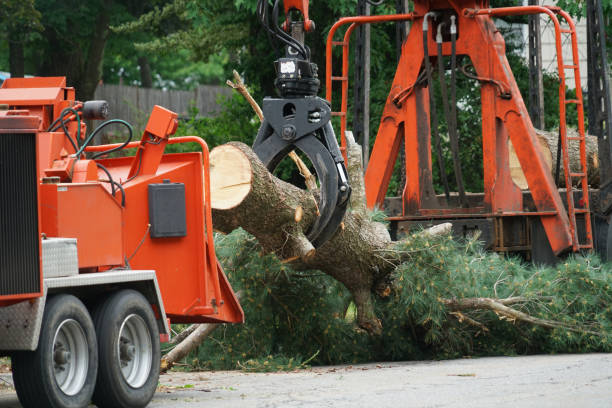 Lawn Renovation and Restoration in Swoyersville, PA