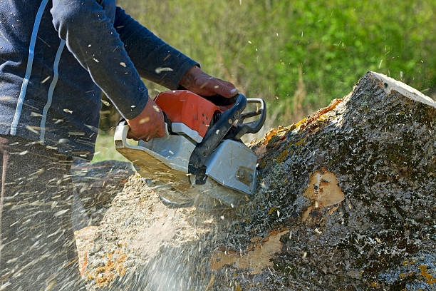 How Our Tree Care Process Works  in  Swoyersville, PA